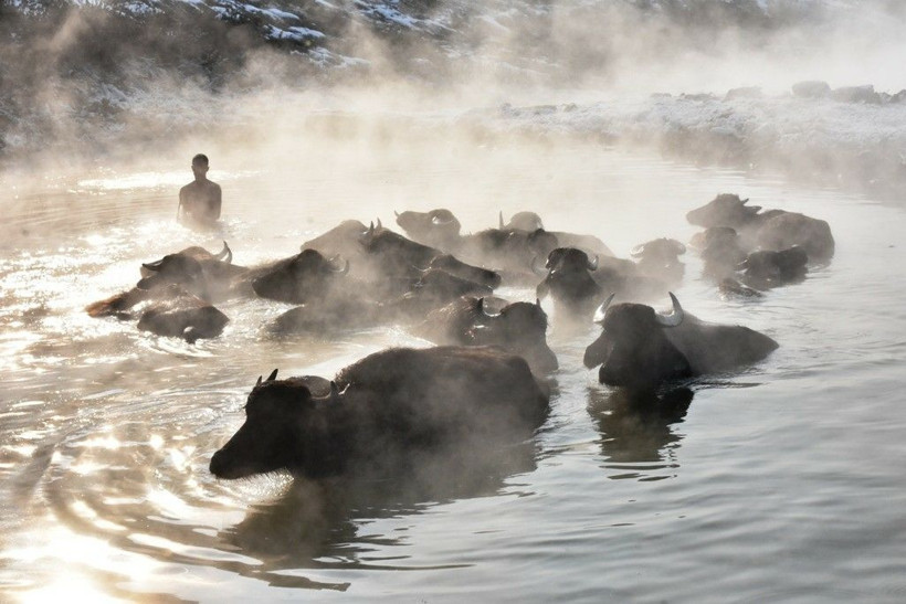 Bitlis'te mandalar eksi 20 derecelik havada kaplıcanın sıcak suyunda keyif sürüyor - Resim: 3