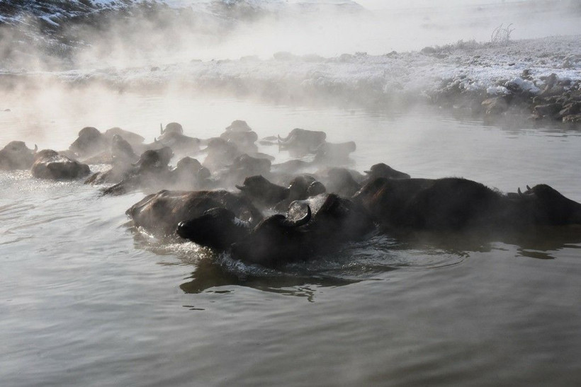 Bitlis'te mandalar eksi 20 derecelik havada kaplıcanın sıcak suyunda keyif sürüyor - Resim: 4