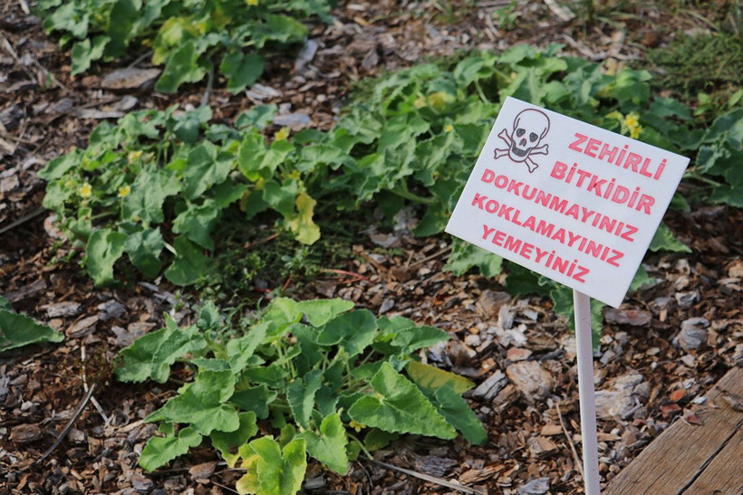 Uzmanı uyarıyor! Türkiye’den çalıp kaçırdıkları şifalı bitkileri ilaç olarak bize geri satıyorlar - Resim: 4