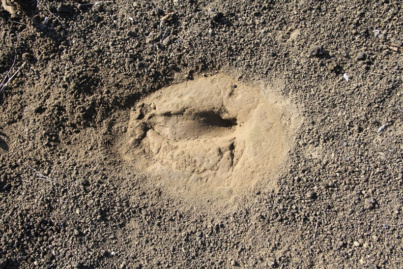 Bilim insanları duyurdu Manisa'da heyecanlandıran keşif! İlk kez... - Resim: 3