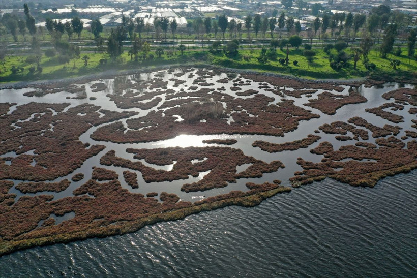 İzmir'de belgesellik görüntüler: Flamingolar görsel şölen sundu - Resim: 1