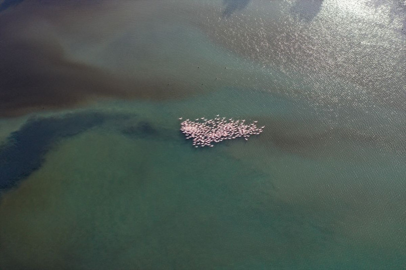 İzmir'de belgesellik görüntüler: Flamingolar görsel şölen sundu - Resim: 3