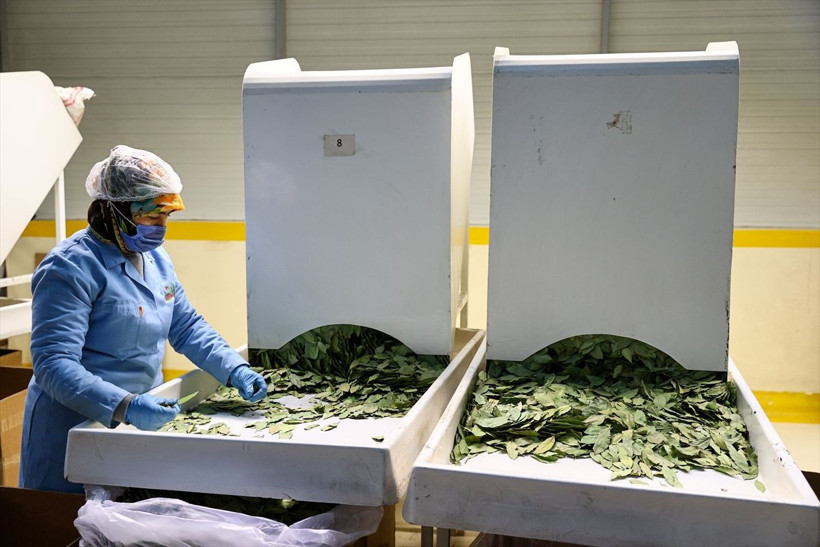 Türkiye'nin baharat ihracatı 200 milyon doları aştı - Resim: 3