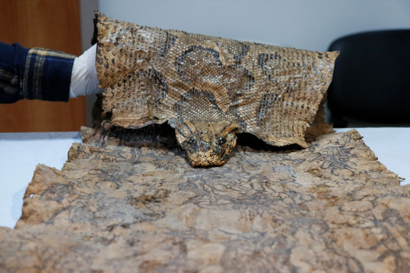 Şanlıurfa'da ele geçirildi! 4 metre uzunluğunda sihir yapmak için kullanıldı - Resim: 3