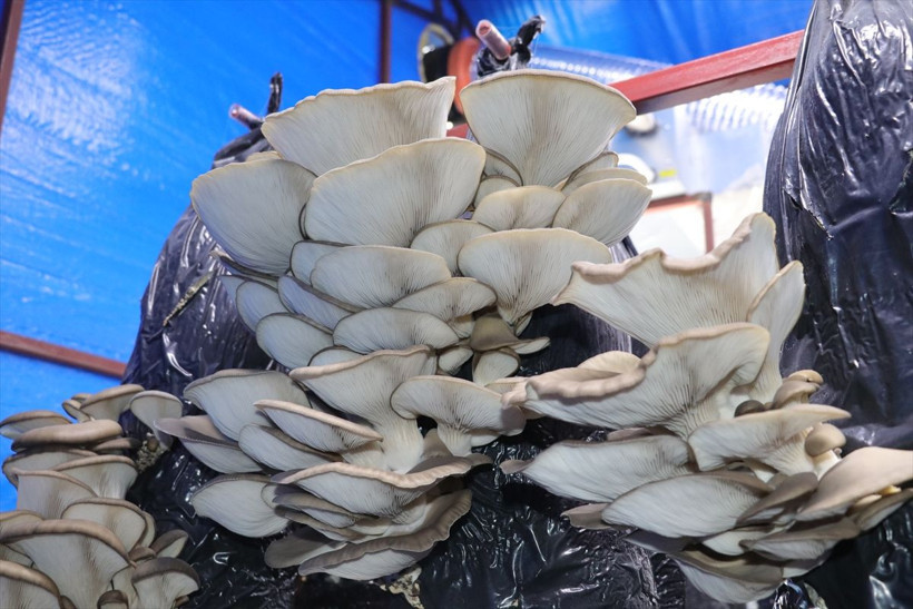 2,5 ay eğitim alıp Yozgat'ta bu işe başladılar! Ayda 6 bin lira kazanıyorlar - Resim: 4