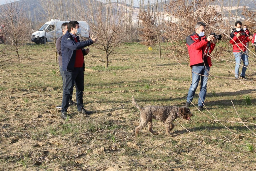 Köpeklerle Muğla'da aranıyor yurt dışına satılacak yüksek gelir getiriyor - Resim: 3