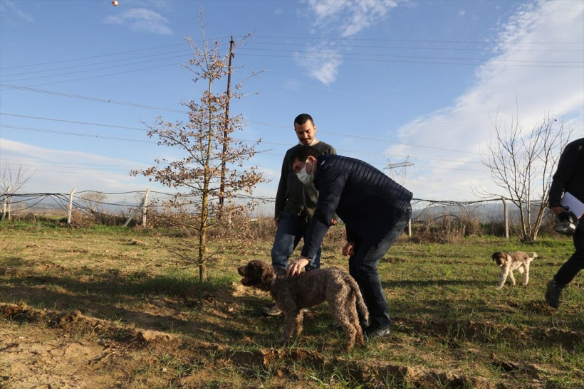 Köpeklerle Muğla'da aranıyor yurt dışına satılacak yüksek gelir getiriyor - Resim: 4