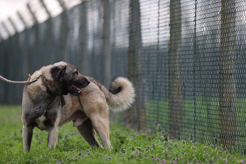 Bu köpeklere sahip olmak isteyen aylarca bekliyor! Dilekçeyle başvuruluyor tanesi 5 bin lira - Resim: 2