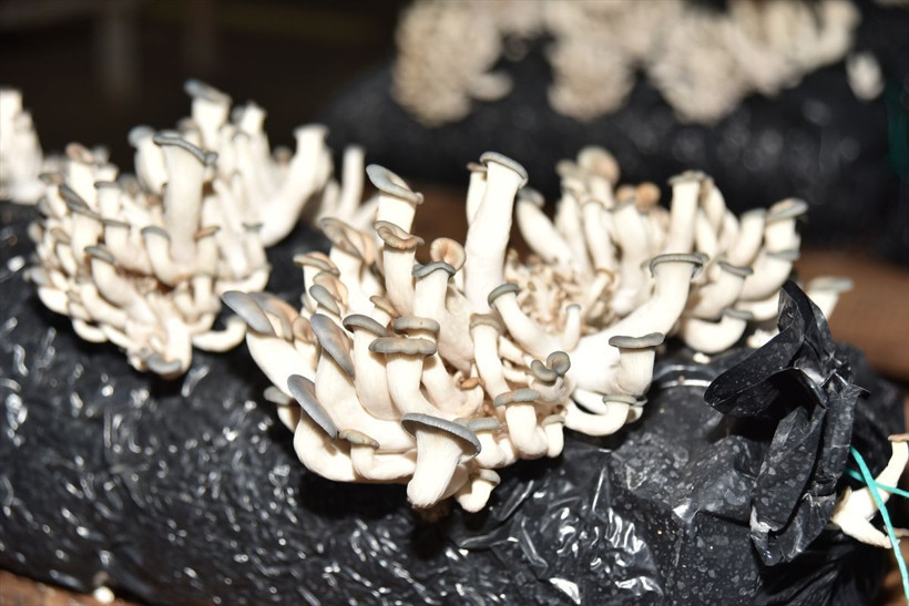 Kahramanmaraş'ta televizyonda görüp işe başladı aylık 45 bin lira kazanıyor - Resim: 1