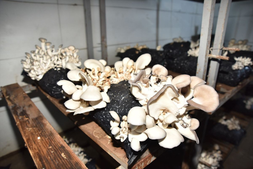 Kahramanmaraş'ta televizyonda görüp işe başladı aylık 45 bin lira kazanıyor - Resim: 2