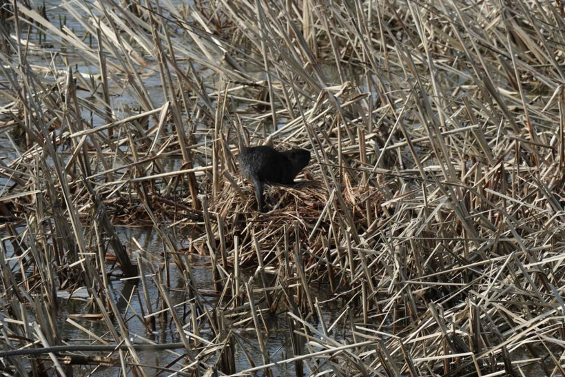 Edirne halkı şaşkın istilacı tür ortaya çıktı 'Böylesine hiç rastlamadık' - Resim: 4