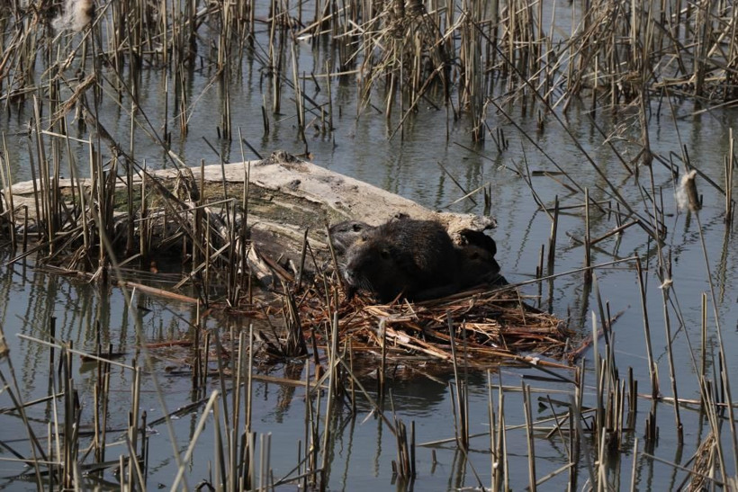 Edirne halkı şaşkın istilacı tür ortaya çıktı 'Böylesine hiç rastlamadık' - Resim: 3
