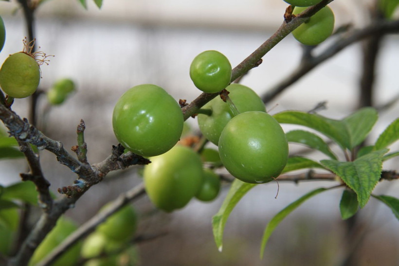 Kilosu 500 lira havalar sıcak gidince Mersin'de hasat erken başladı - Resim: 1