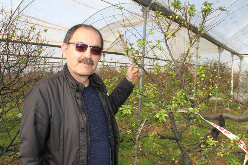 Kilosu 500 lira havalar sıcak gidince Mersin'de hasat erken başladı - Resim: 3