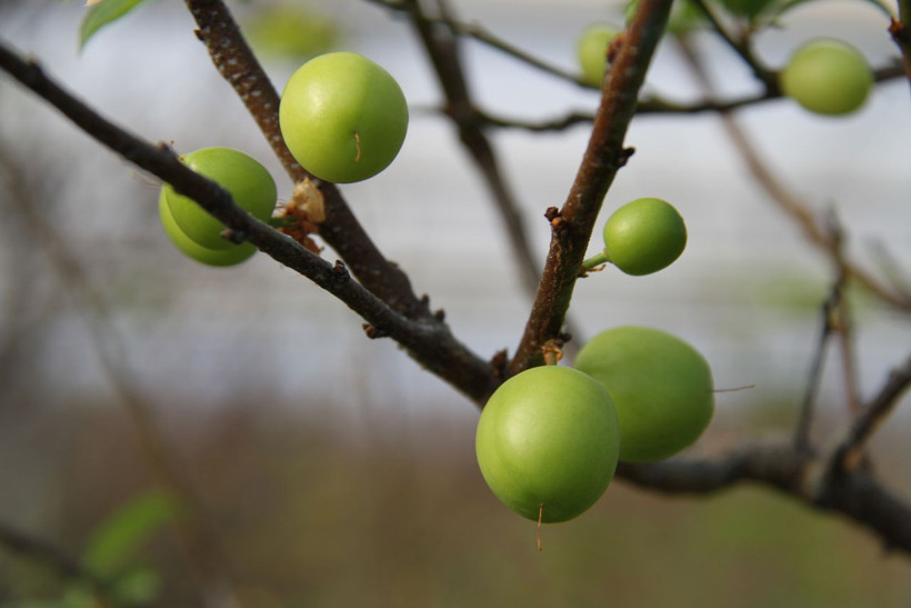 Kilosu 500 lira havalar sıcak gidince Mersin'de hasat erken başladı - Resim: 2