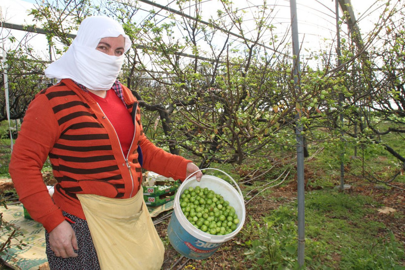 Kilosu 500 lira havalar sıcak gidince Mersin'de hasat erken başladı - Resim: 4