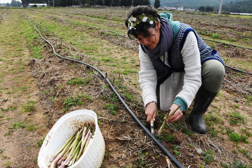 Yurt dışında tattı bu iş için müdürlüğü bıraktı! Muğla'da üretti hayatı değişti - Resim: 3