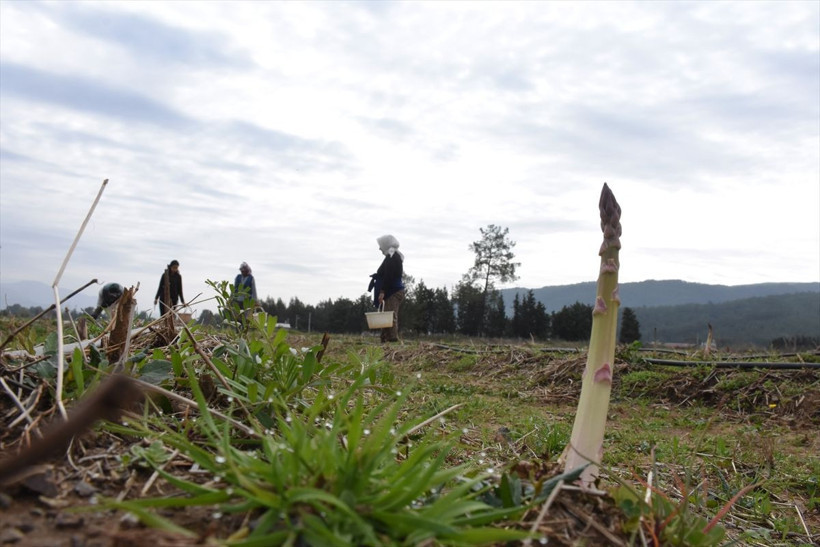 Yurt dışında tattı bu iş için müdürlüğü bıraktı! Muğla'da üretti hayatı değişti - Resim: 2