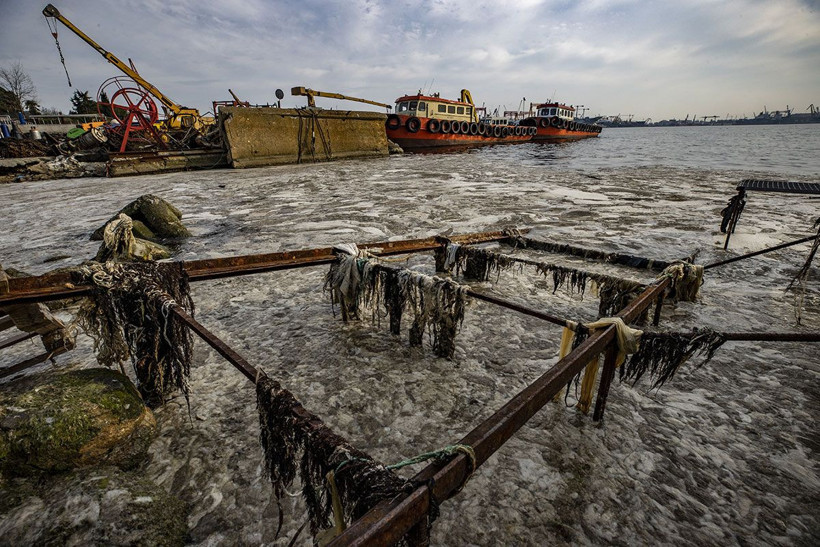 İstanbul merak ediyordu Marmara Denizi'ndeki değişimin sırrı çözüldü - Resim: 3