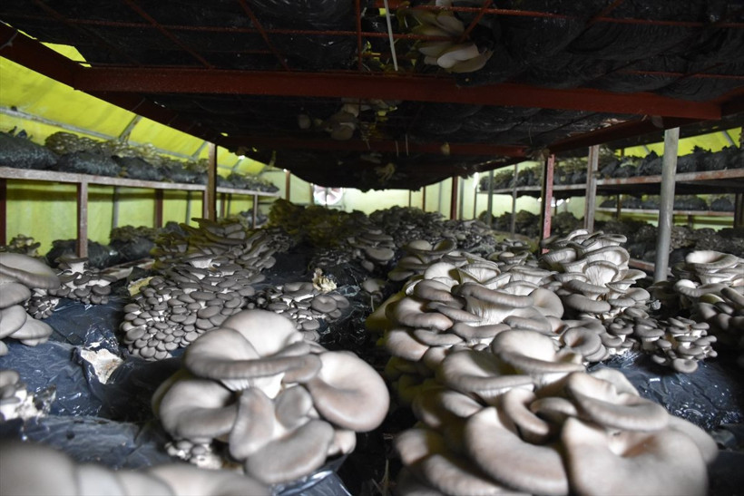 Trabzon'da bu iş için mühendisliği bıraktı! Tek tuşla ayarlıyor 24 saat boyunca... - Resim: 3