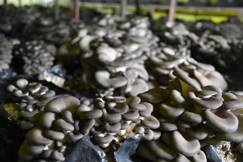 Trabzon'da bu iş için mühendisliği bıraktı! Tek tuşla ayarlıyor 24 saat boyunca... - Resim: 4