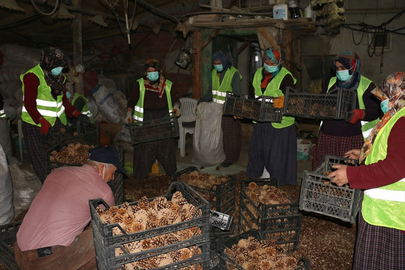 Bolu'da tavuk kümesinde açılmalarını sağlıyorlar 7 gün sürüyor! Geçim kaynağı oldu - Resim: 1