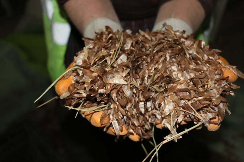 Bolu'da tavuk kümesinde açılmalarını sağlıyorlar 7 gün sürüyor! Geçim kaynağı oldu - Resim: 2
