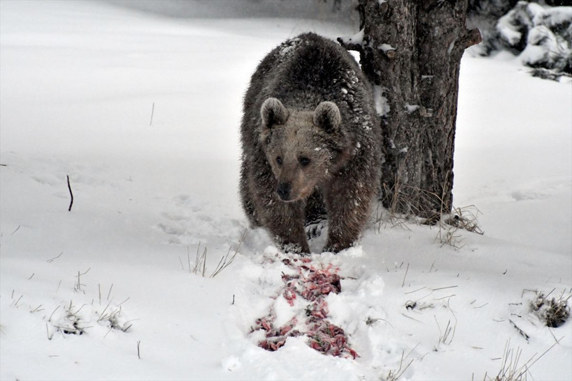 Kars'ta boz ayılar kış uykusundan uyandı! Yiyecek arayışına çıkan ayılarla selfie çekti - Resim: 2