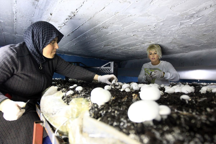 Samsun'da ek gelir için tavsiyeyle başladı! Çevre illerden sipariş yağıyor - Resim: 3