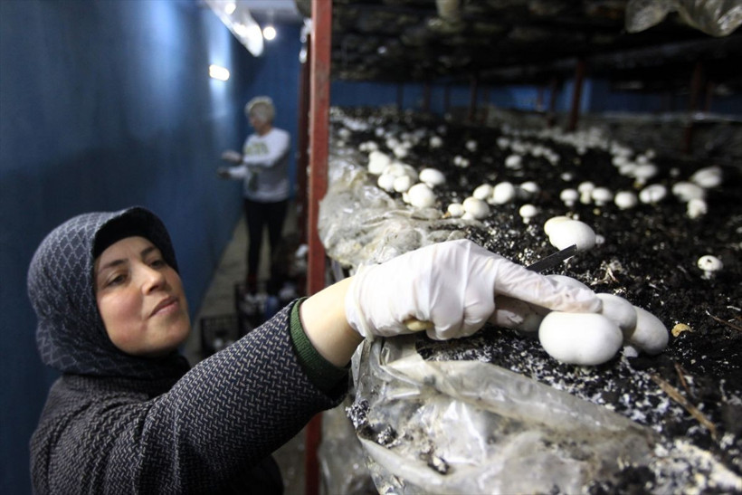 Samsun'da ek gelir için tavsiyeyle başladı! Çevre illerden sipariş yağıyor - Resim: 2