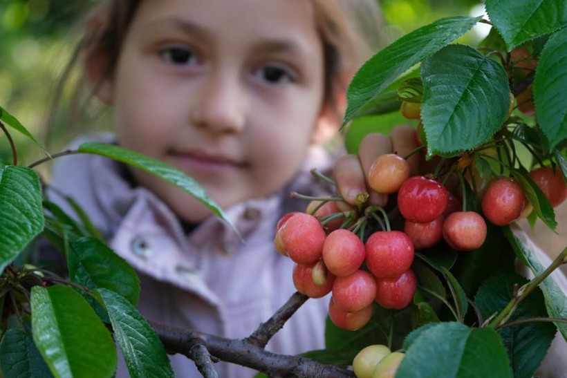 Kuzey yarımkürenin ilk kiraz hasadı! Manisa'da açık artırmayla kilosu 500 TL'den satıldı - Resim: 1