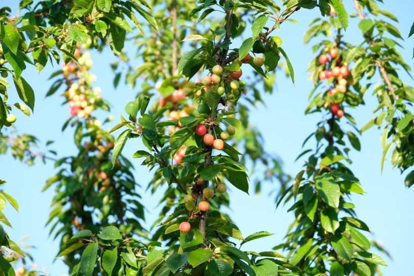 Kuzey yarımkürenin ilk kiraz hasadı! Manisa'da açık artırmayla kilosu 500 TL'den satıldı - Resim: 2