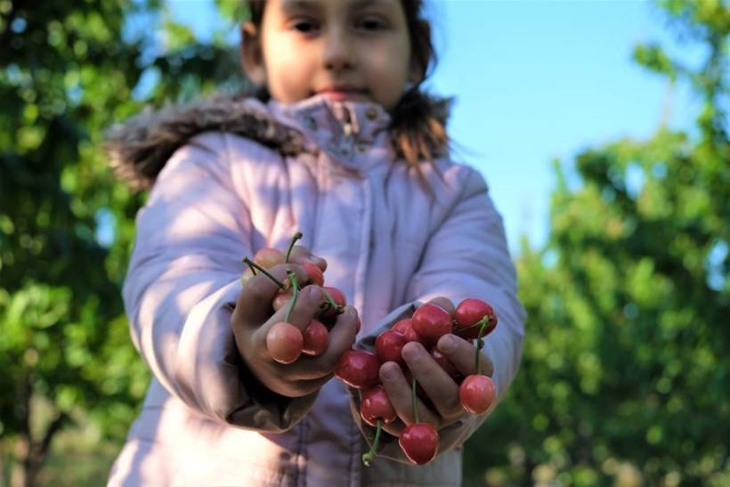Kuzey yarımkürenin ilk kiraz hasadı! Manisa'da açık artırmayla kilosu 500 TL'den satıldı - Resim: 3