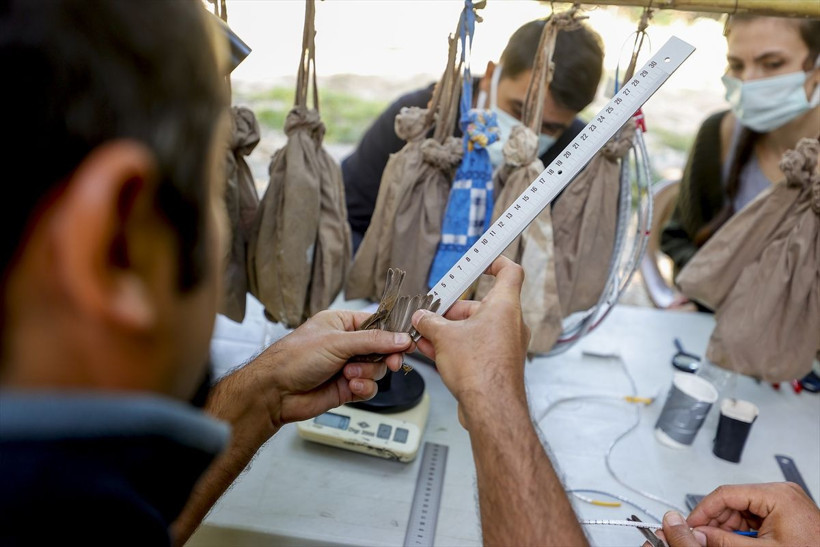 'Sis ağları'nı görmeleri imkansız! Yakaladıkları 3 bin 500'ü geçti - Resim: 2