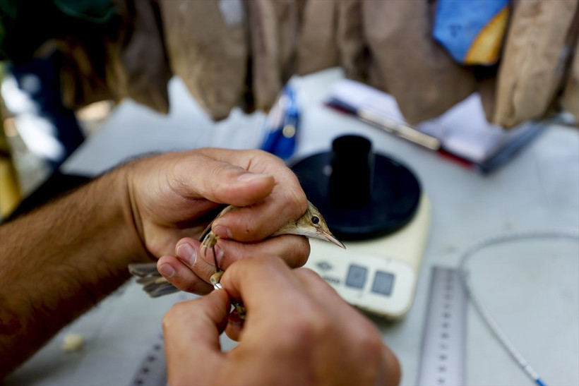 'Sis ağları'nı görmeleri imkansız! Yakaladıkları 3 bin 500'ü geçti - Resim: 4