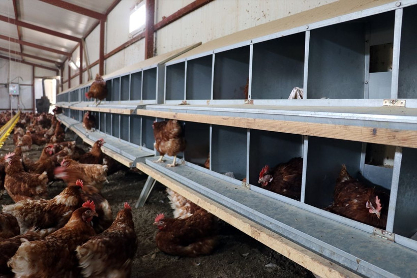 Memurluğun ardından 250 bin TL harcayıp Ağrı'da bu işe başladı! - Resim: 1