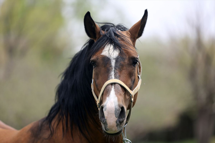 Otomobil ev fiyatına satıyor! Yurt dışından sipariş yağıyor Almanya ilk sırada - Resim: 3