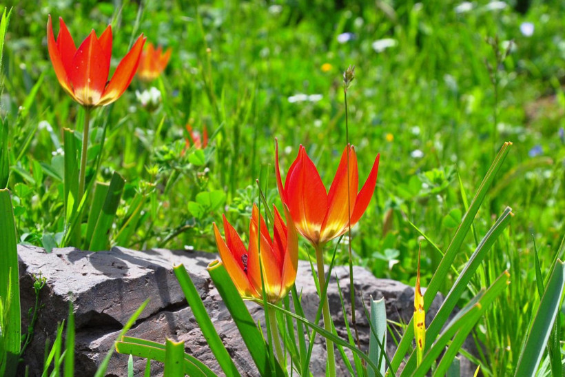 Manisa'da yılda sadece bir kez açıyor bu çiçeği koparan 80 bin 460 liralık cezayı öder - Resim: 4