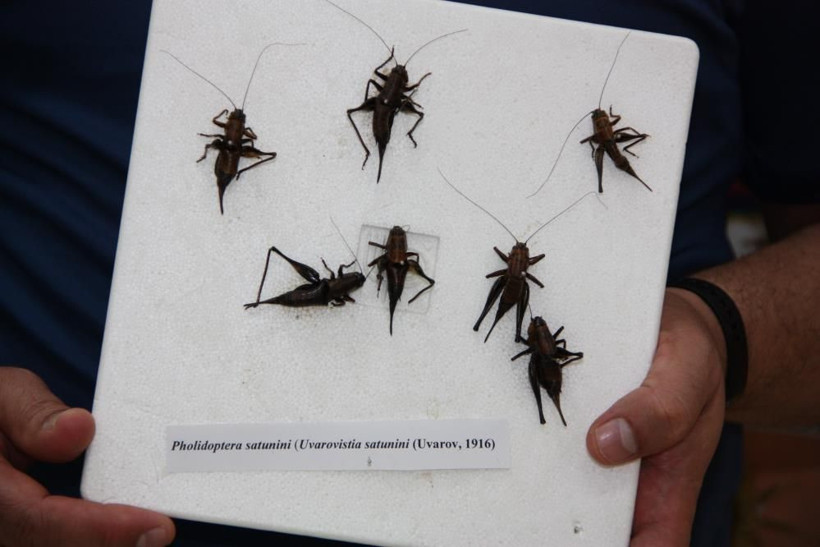 Önüne ne gelirse yiyor Türkiye'ye giriş yaptı! Toprağın 12 santim altına gizliyor - Resim: 3