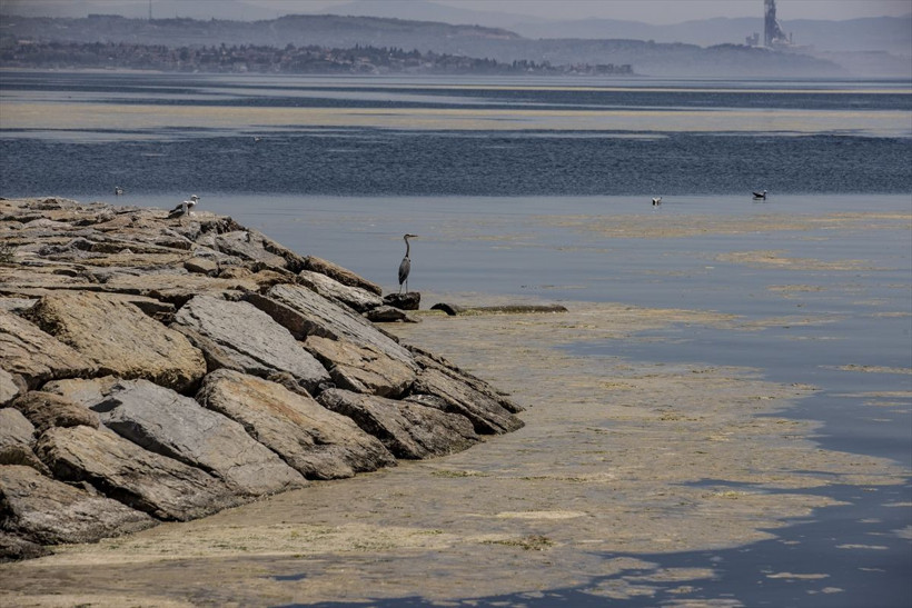 Marmara Denizi'nin dibi de salya ile kaplanmaya başlandı - Resim: 1
