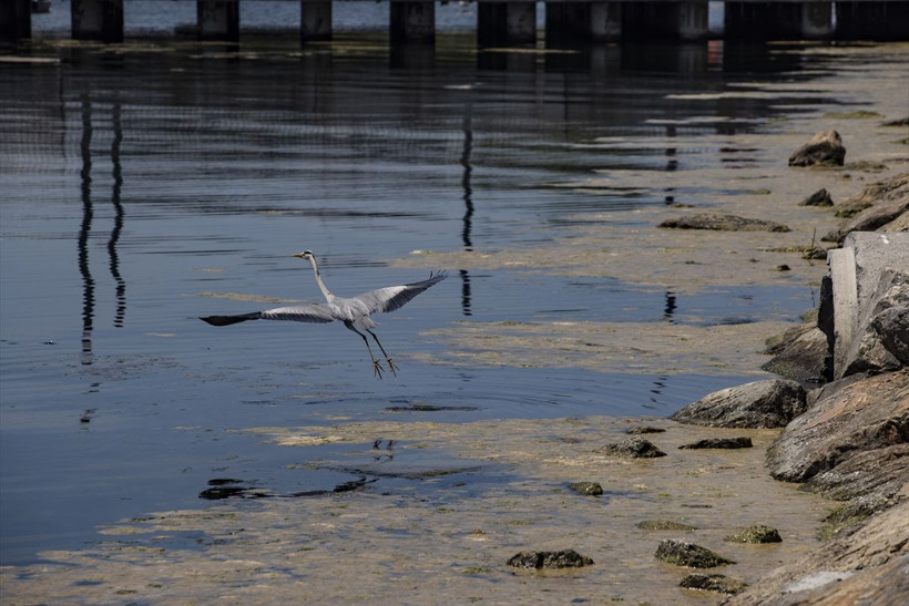 Marmara Denizi'nin dibi de salya ile kaplanmaya başlandı - Resim: 3