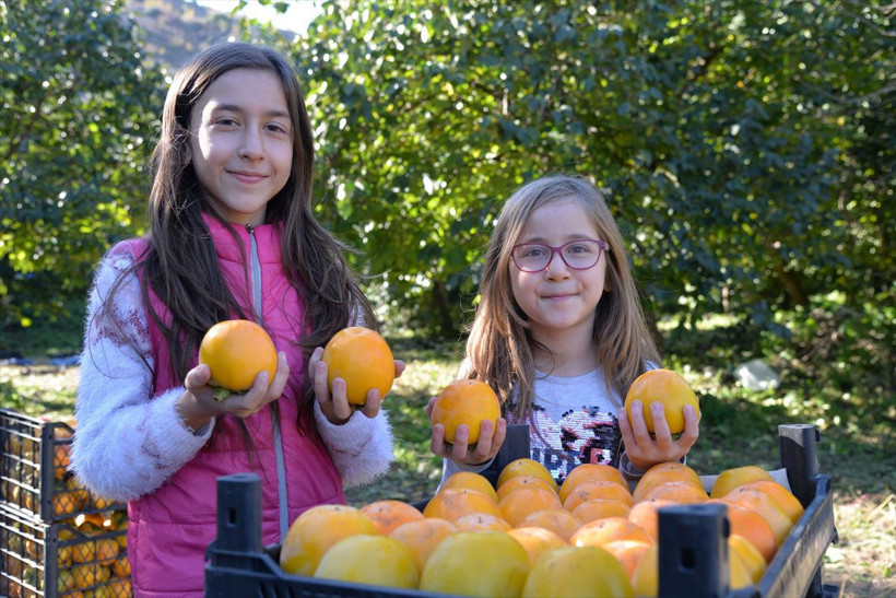 400 ton üretiliyor! İsa dedenin 91 yıl önce ektiği cennet hurması tohumu köyün gelir kapısı oldu - Resim: 1