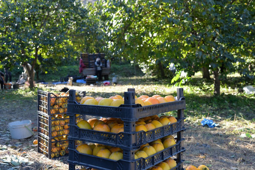 400 ton üretiliyor! İsa dedenin 91 yıl önce ektiği cennet hurması tohumu köyün gelir kapısı oldu - Resim: 2