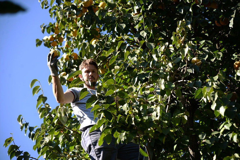 400 ton üretiliyor! İsa dedenin 91 yıl önce ektiği cennet hurması tohumu köyün gelir kapısı oldu - Resim: 4