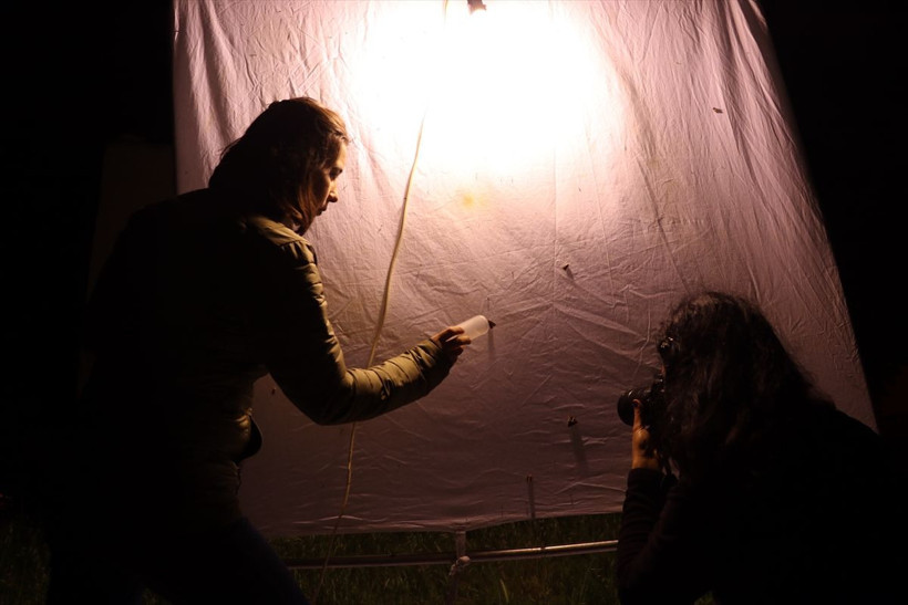 Hava kararınca onların işi bekliyor! Dağlarda tuzak kurup bekliyorlar - Resim: 1