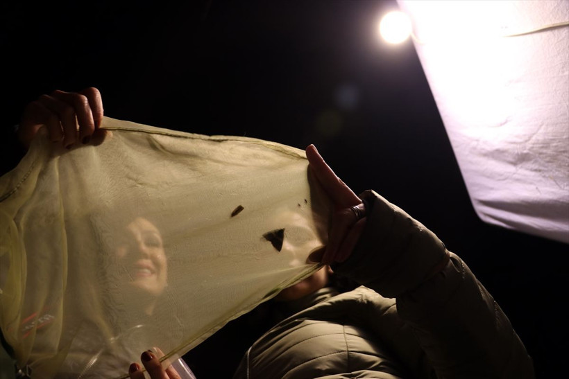 Hava kararınca onların işi bekliyor! Dağlarda tuzak kurup bekliyorlar - Resim: 4