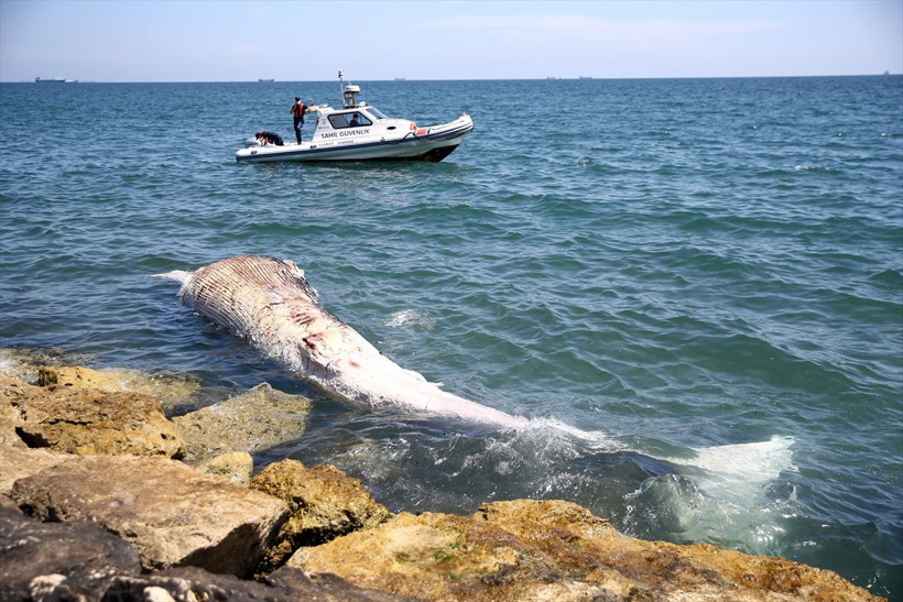 Mersin'de sahile vurdu! Görenler polisi aradı dünyanın ikinci büyük türü - Resim: 3