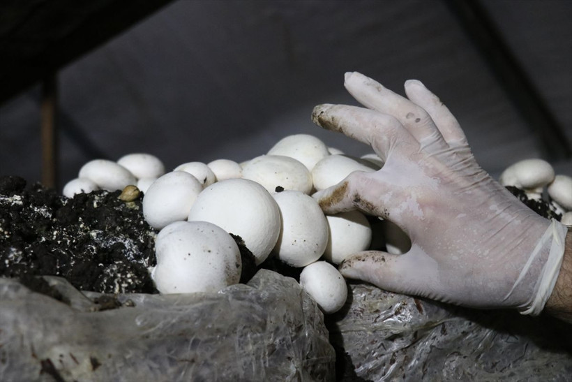 Yılda 35 milyon TL kazanç! 25 taneyle başladı Hatay'da paraya para demiyor - Resim: 2