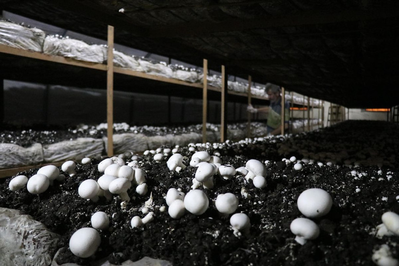 Yılda 35 milyon TL kazanç! 25 taneyle başladı Hatay'da paraya para demiyor - Resim: 3