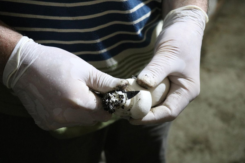 Yılda 35 milyon TL kazanç! 25 taneyle başladı Hatay'da paraya para demiyor - Resim: 4